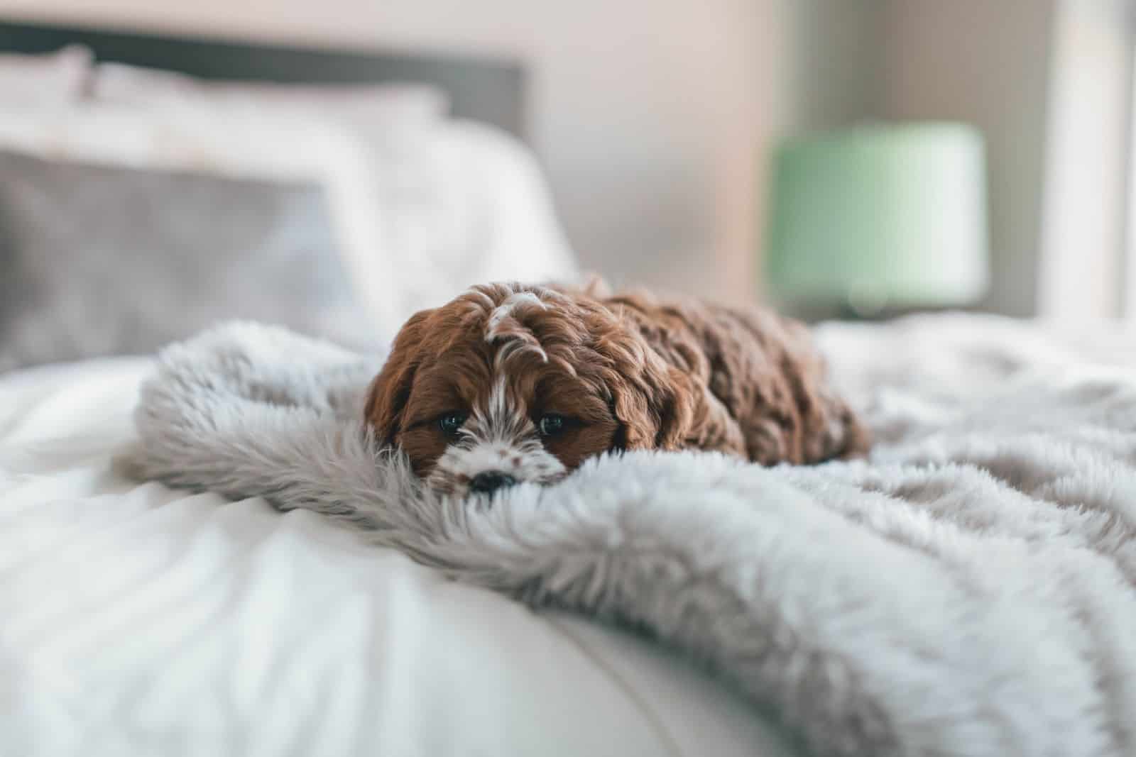 perro pequeño durmiendo en una manta