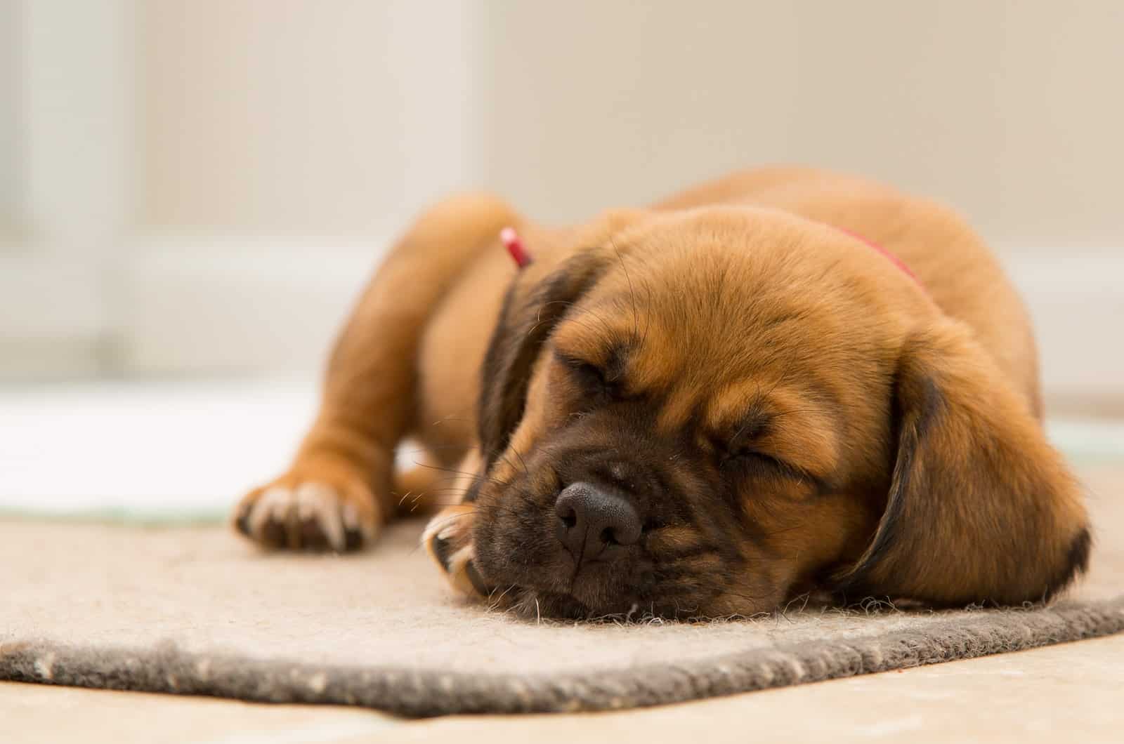 perro pequeño durmiendo en la cama