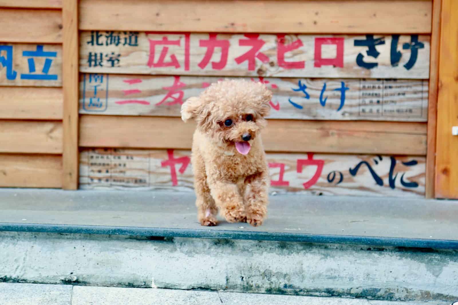 perro pequeño con grafiti de fondo