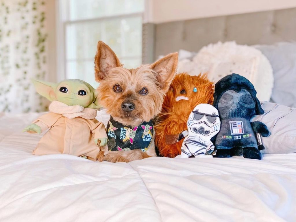 perro pequeño con juguetes de star wars