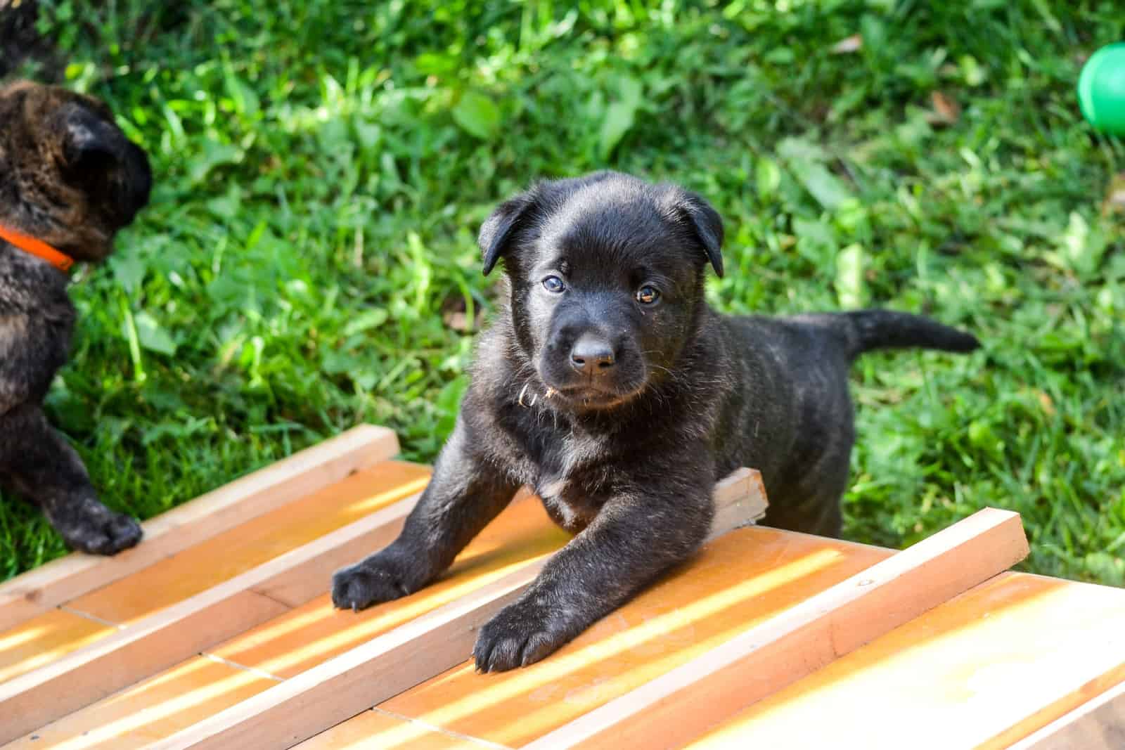 pequeño cachorro de pastor holandés
