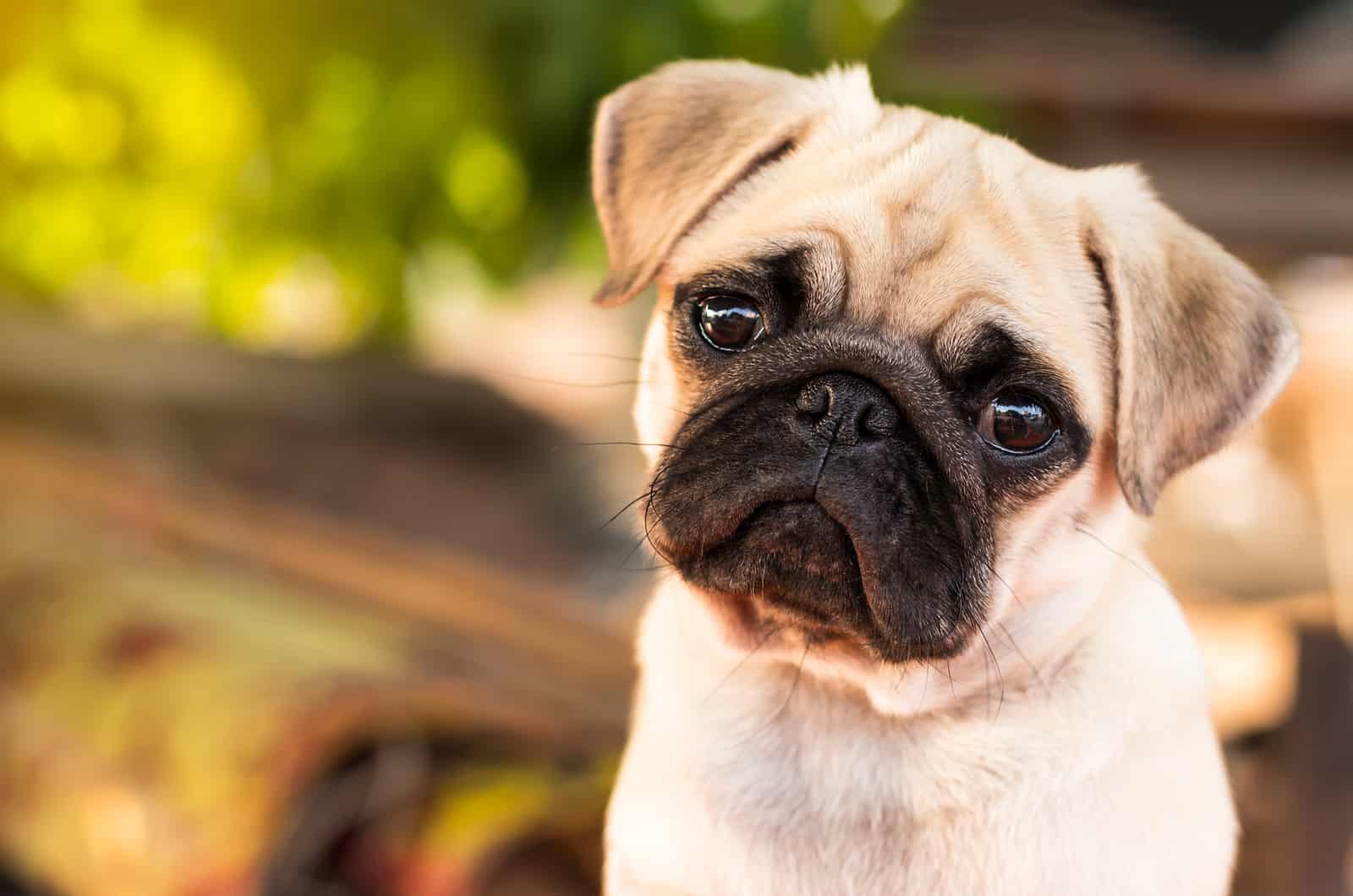 cachorro de pug leonado pequeño