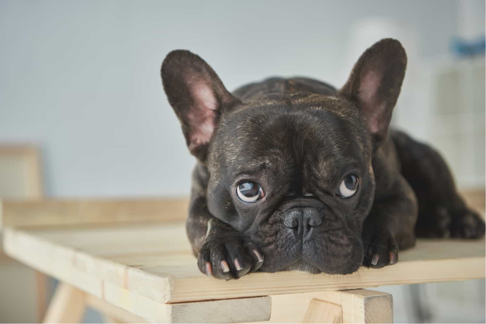 bulldog francés pequeño