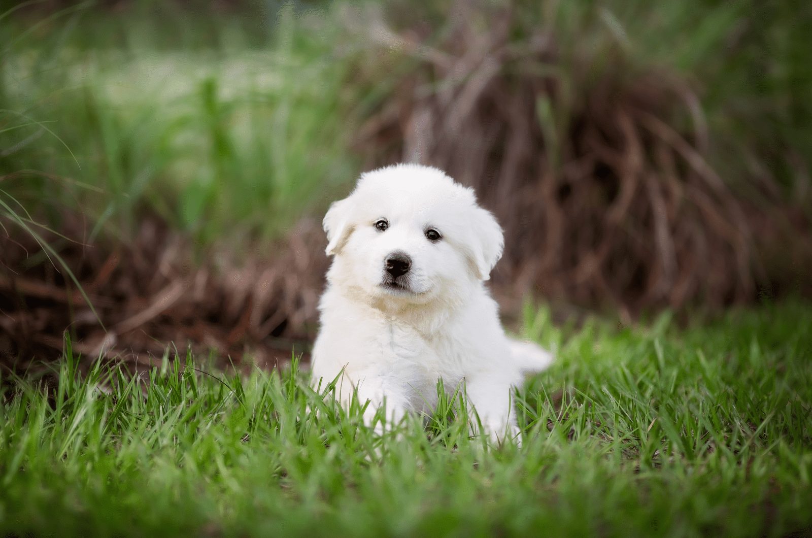 Pequeño cachorro de gran pirineo