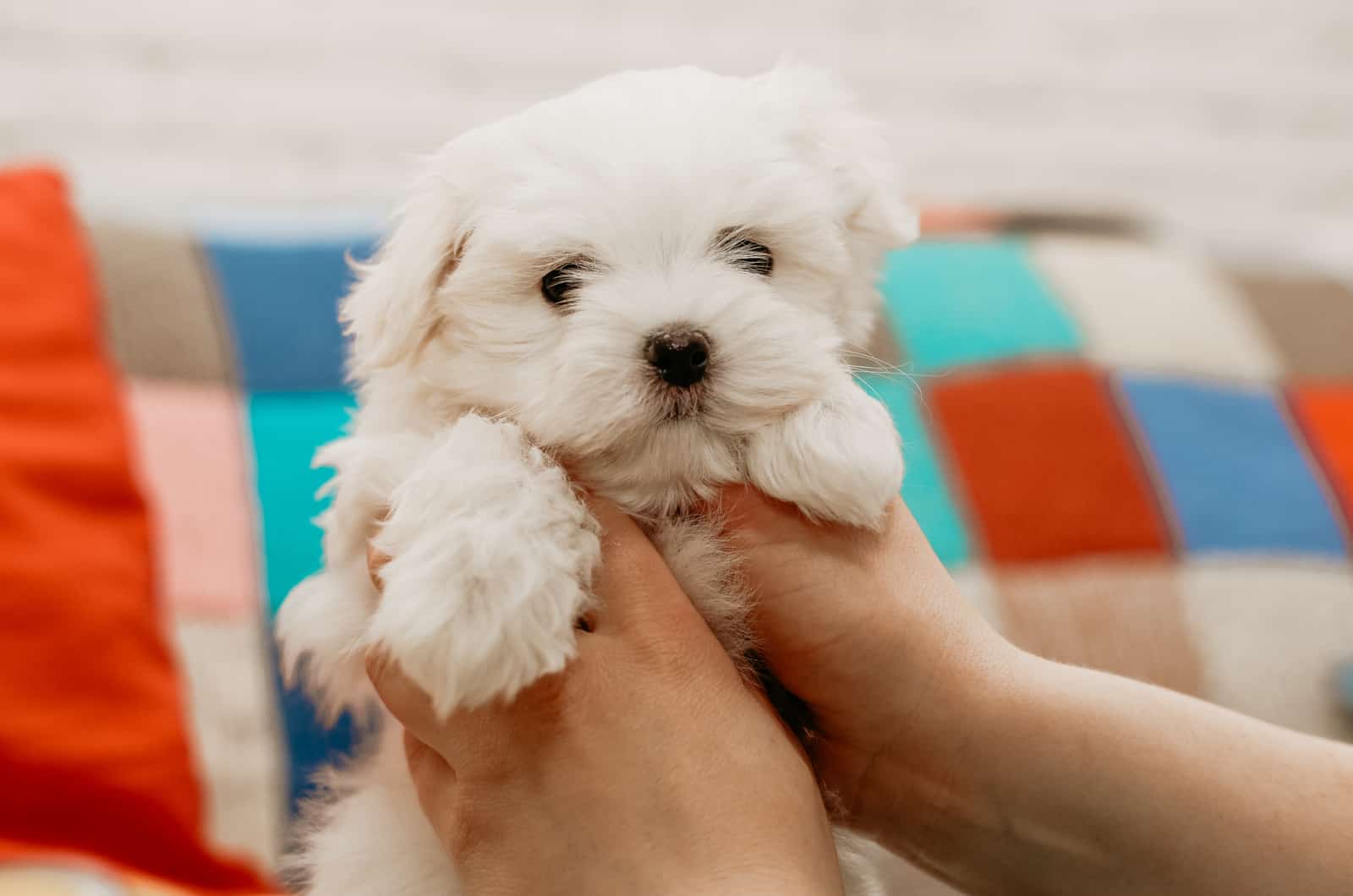 perro maltés pequeño