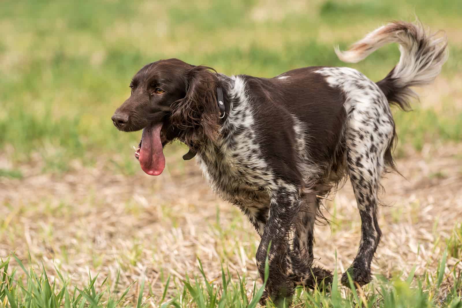 Pequeño Münsterländer Pointer