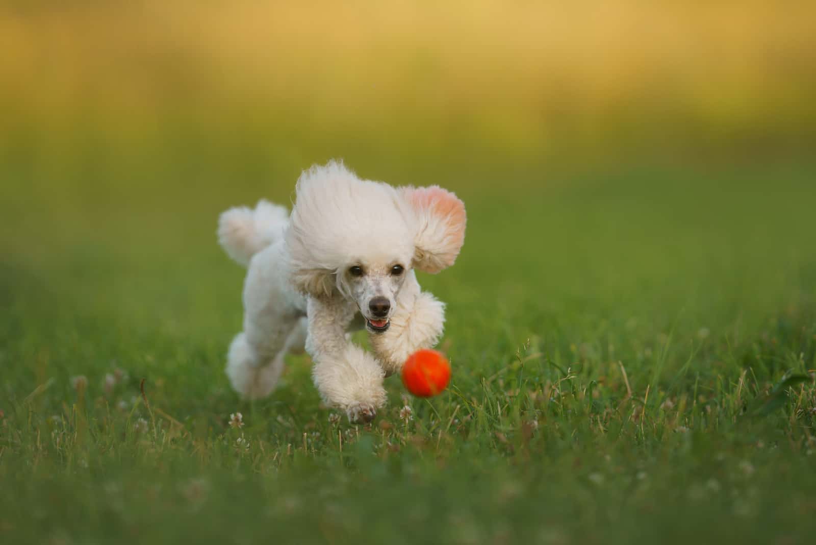 pequeño caniche persiguiendo una pelota