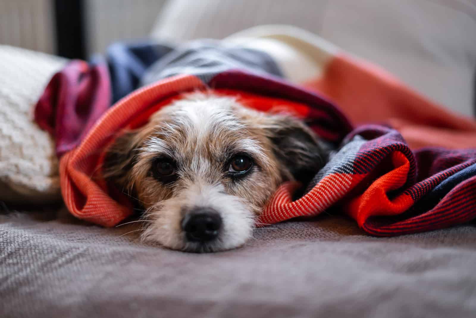 perro pequeño enfermo bajo una manta