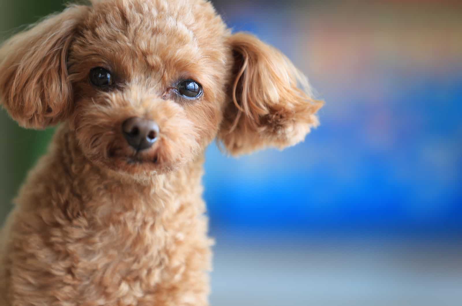 pequeño caniche toy