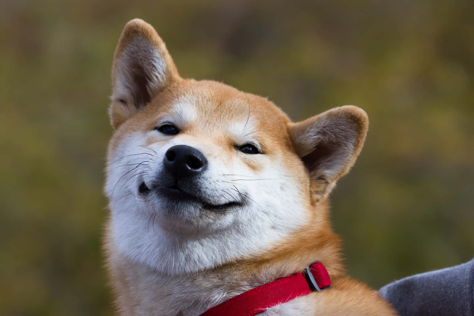 shiba inu sonriendo