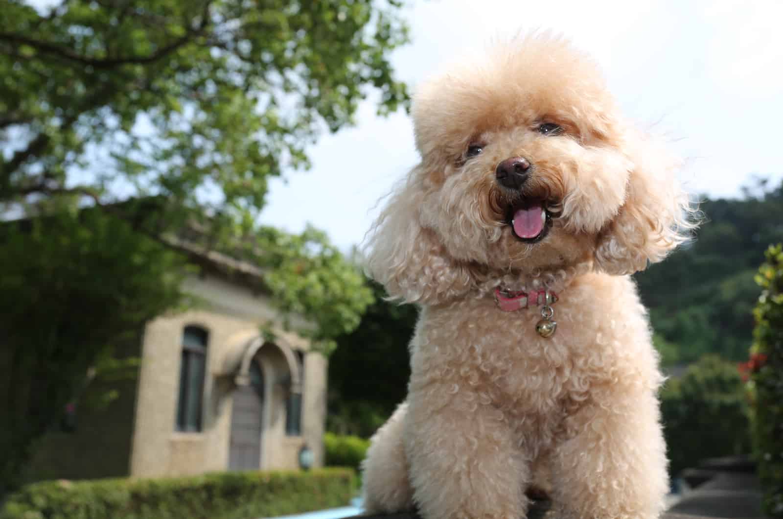 caniche toy sonriente