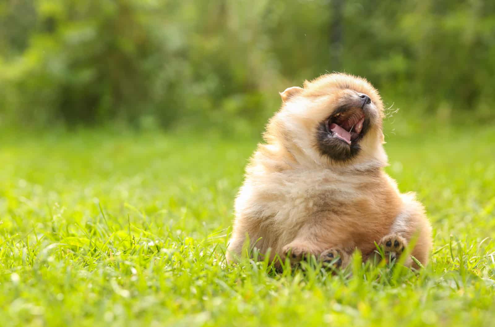 cachorro estornudando jugando afuera