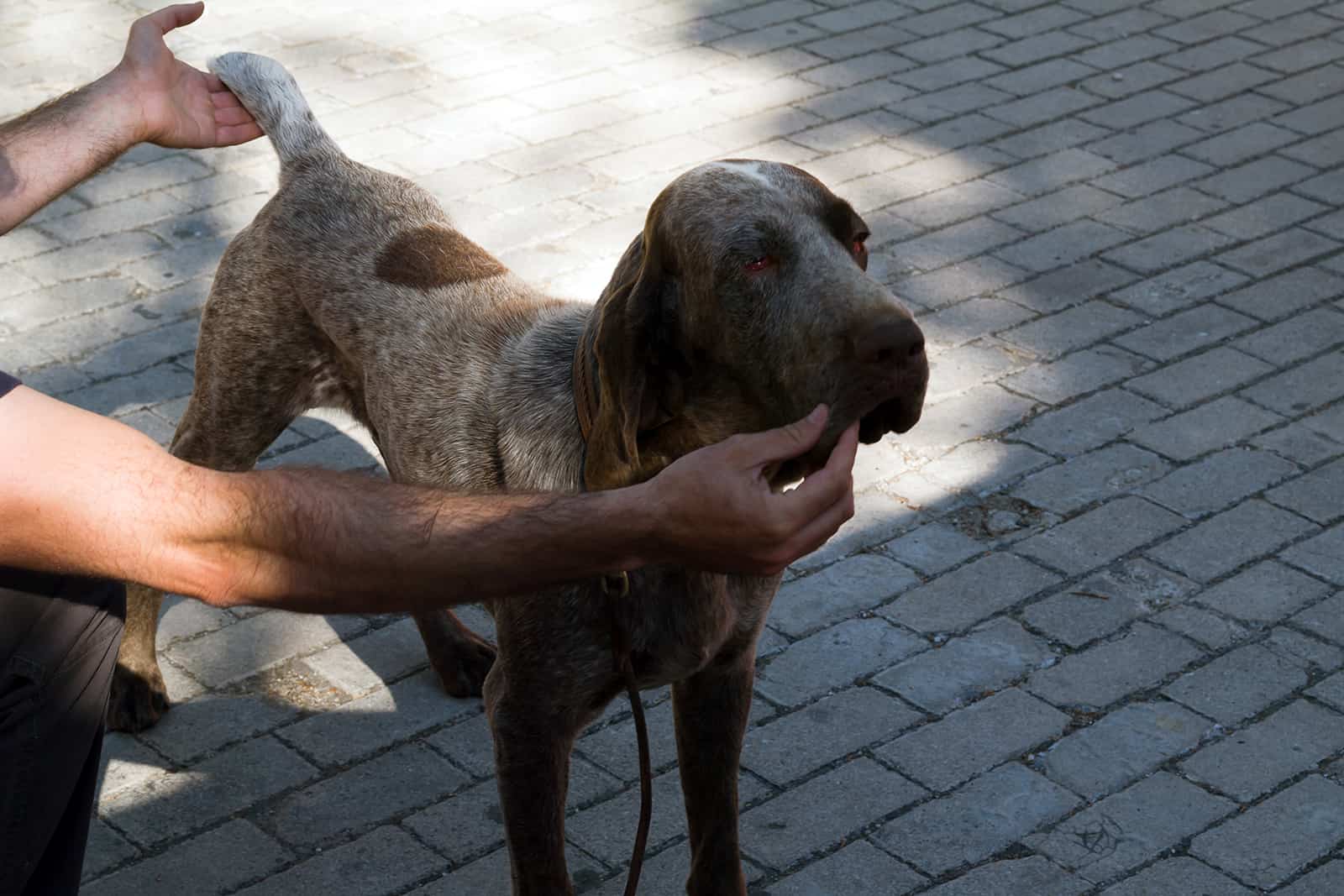 Perro pointer español