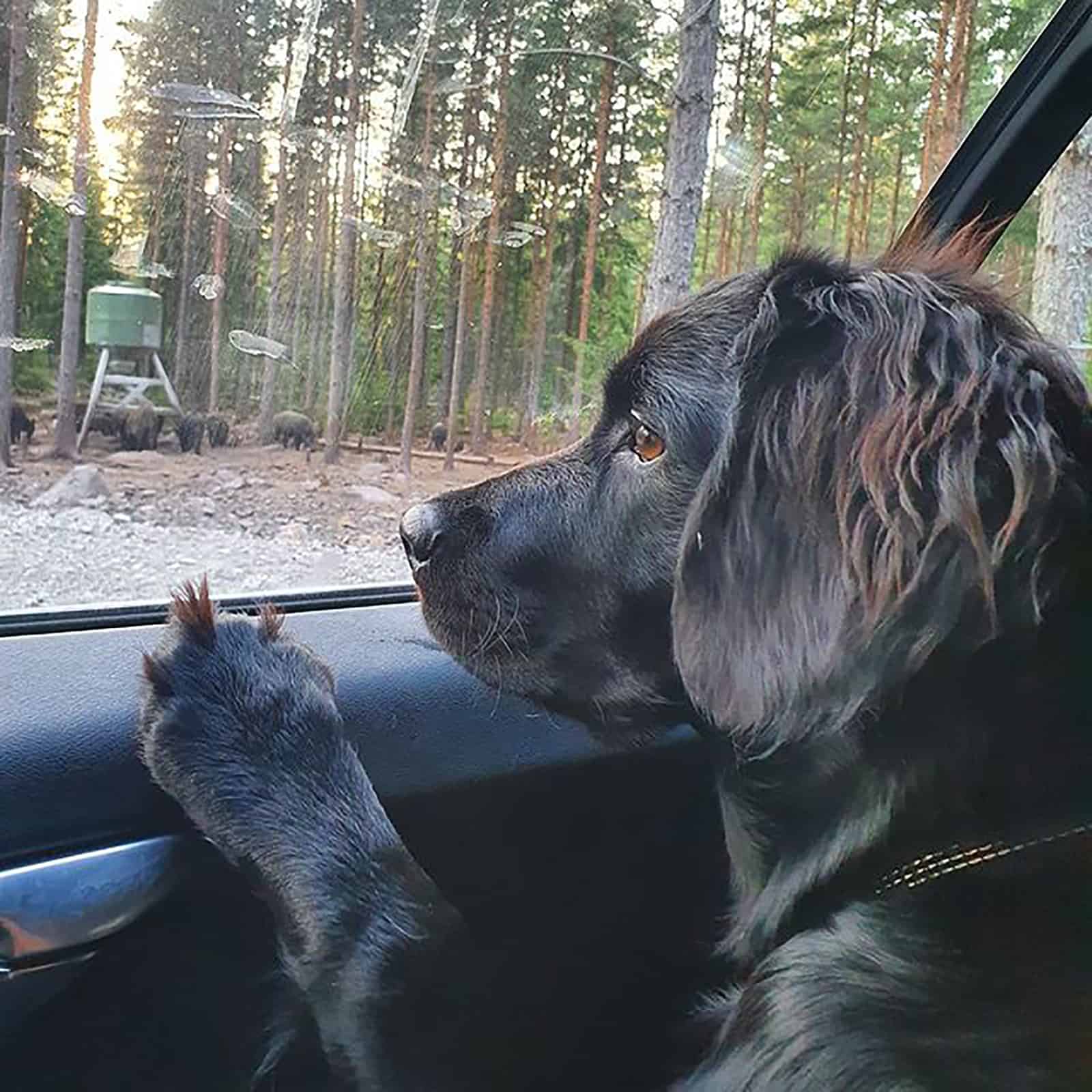 springer rottie en el auto