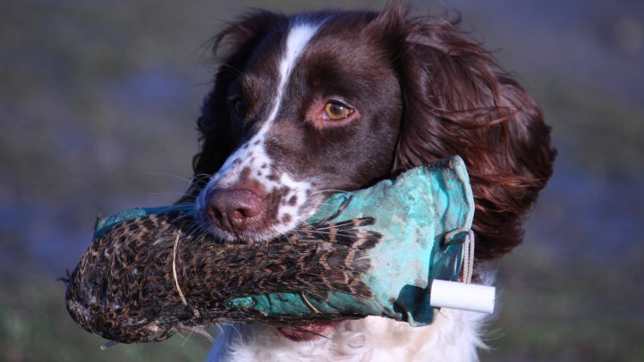 spaniel springer