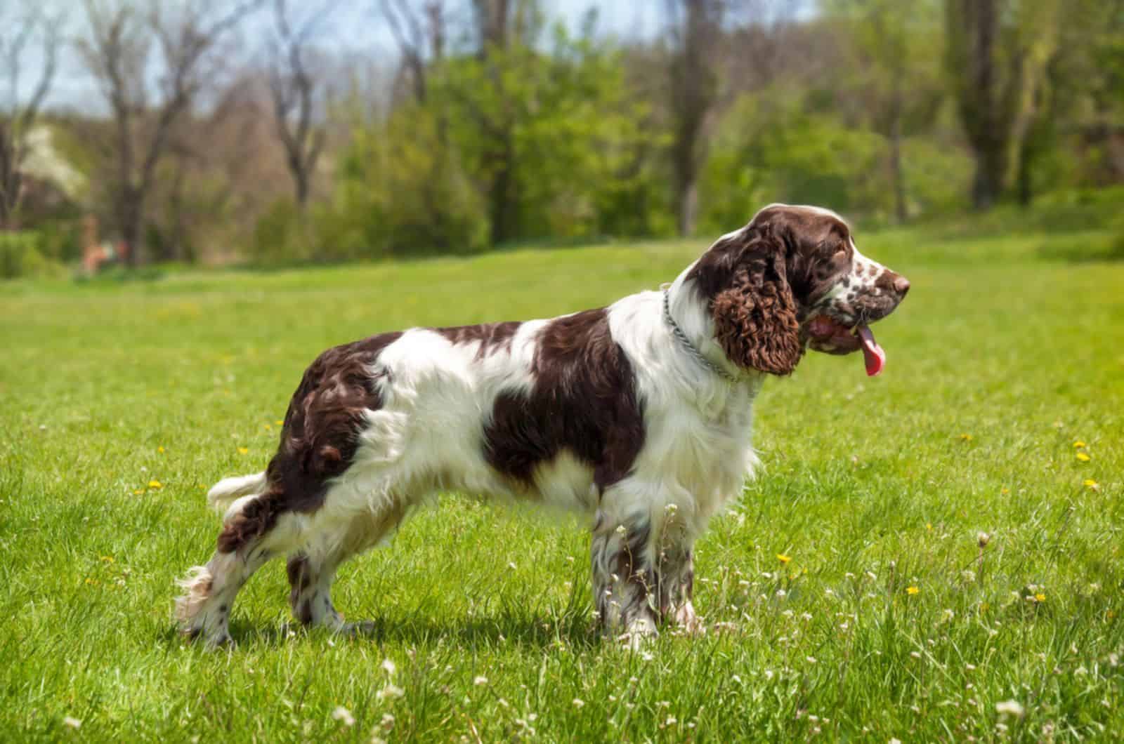 perro springer spaniel de pie en un prado