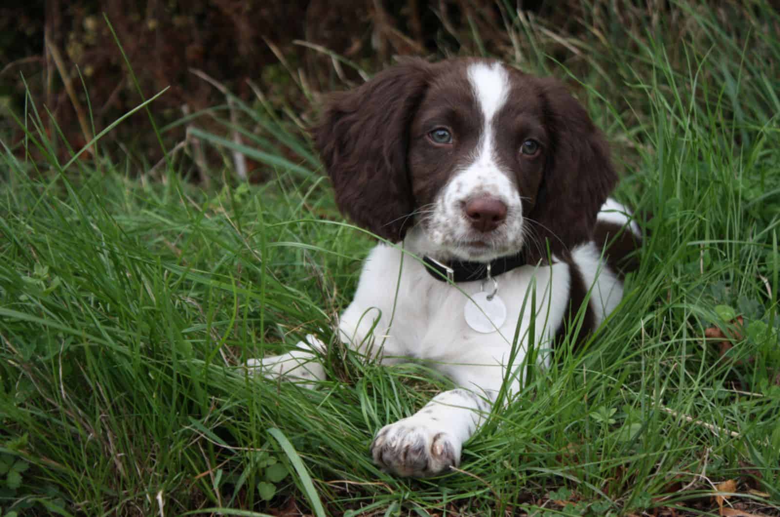 cachorro de springer spaniel acostado en el césped