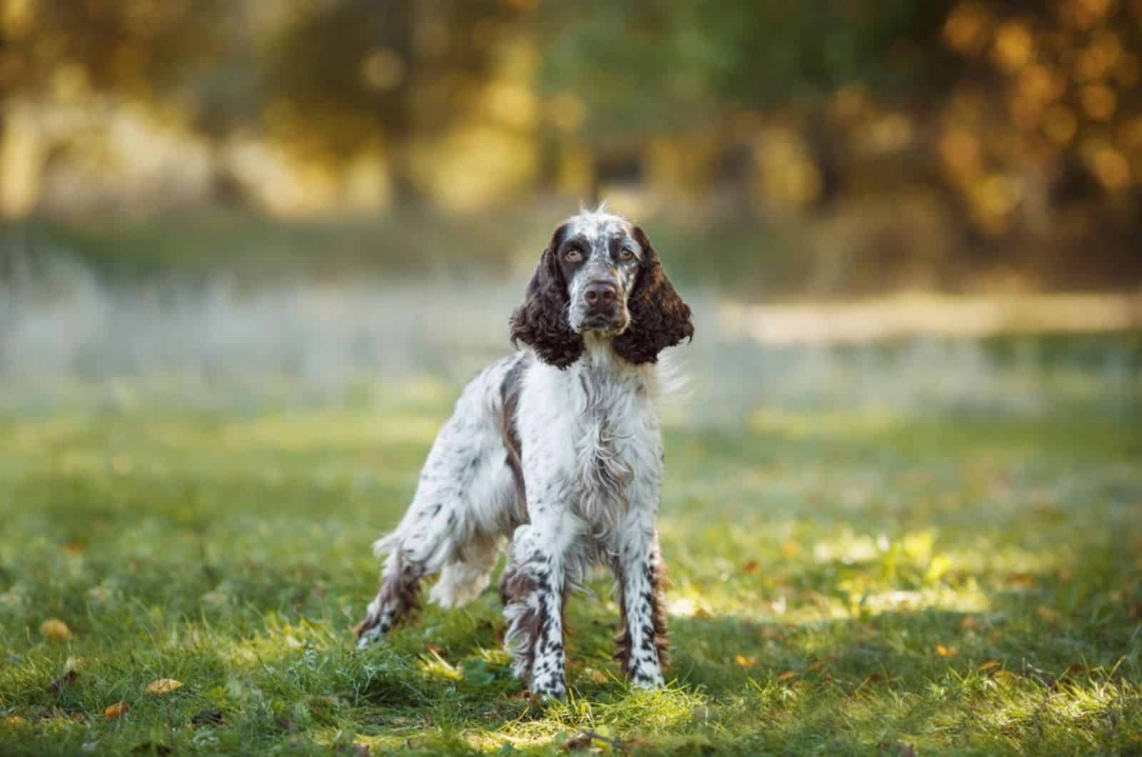 springer spaniel en el parque