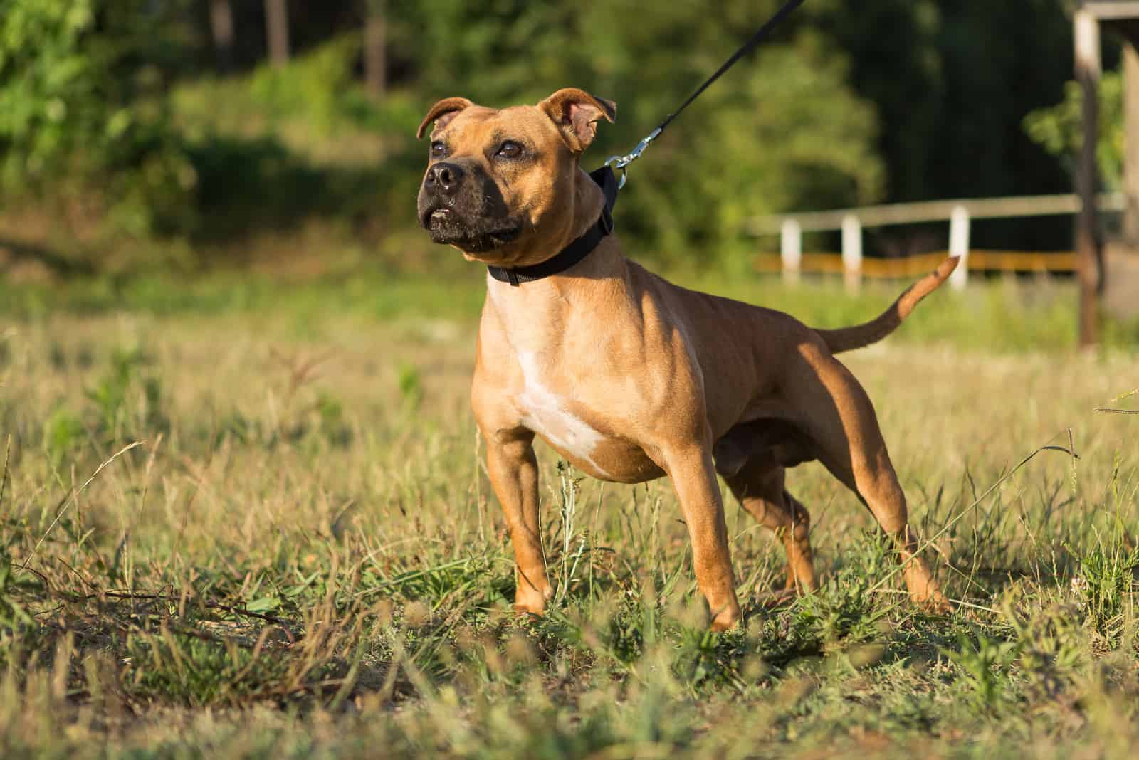 Staffordshire Bull Terrier en un parque