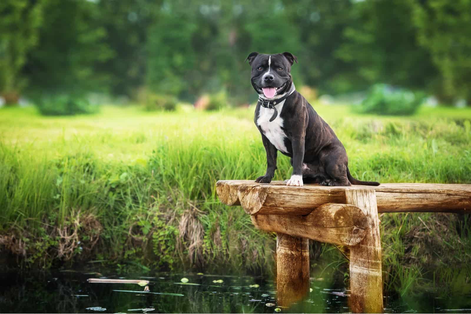 Staffordshire Bull Terrier en una plataforma