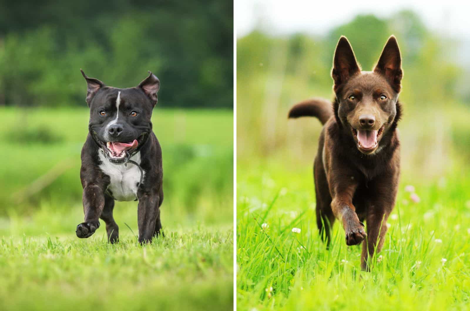 mix de staffordshire bullterrier y kelpie australiano