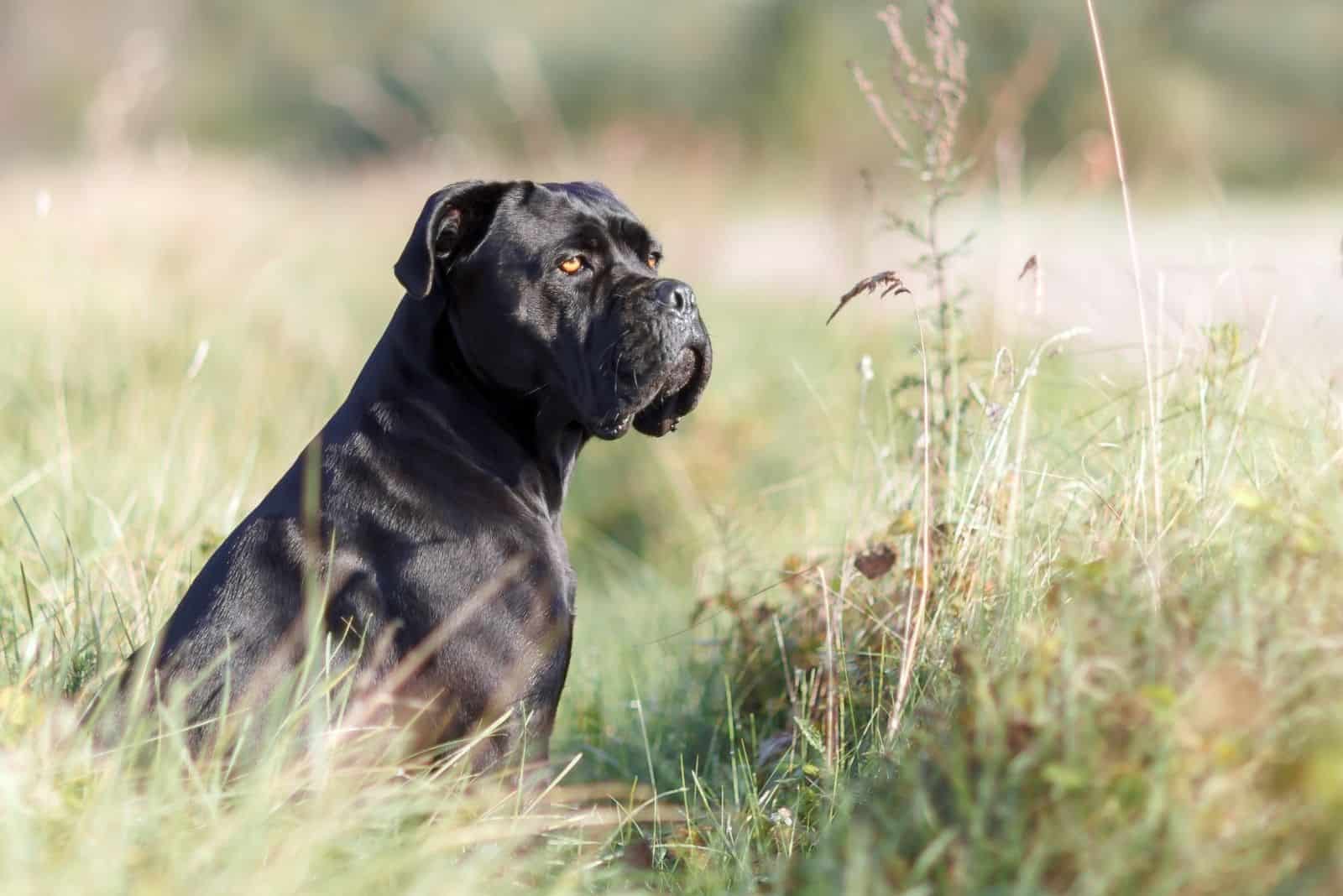 Cane Corso italiano sentado en el césped verde mirando a la distancia