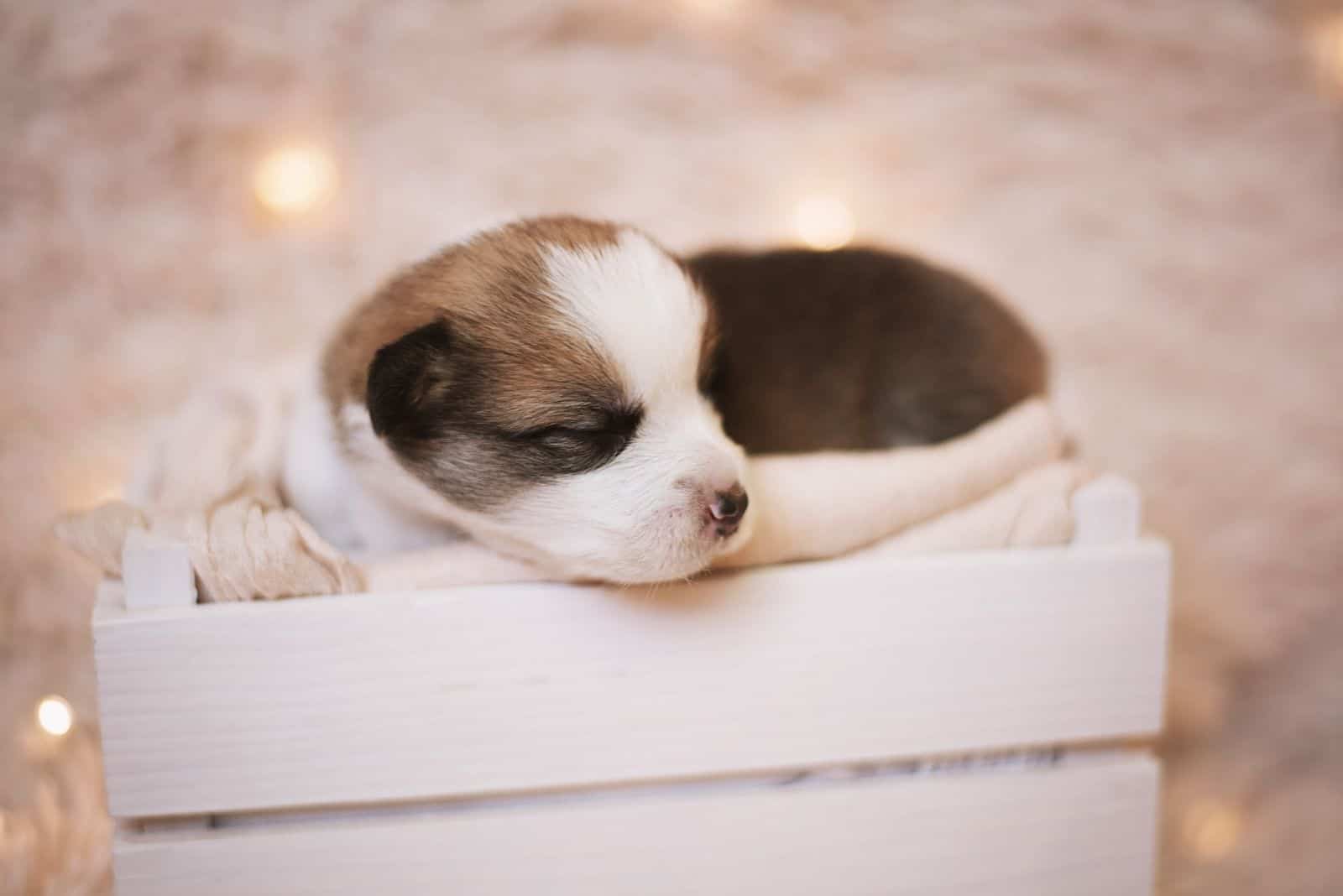 sesiones de estudio con corgi - mezcla aussie durmiendo