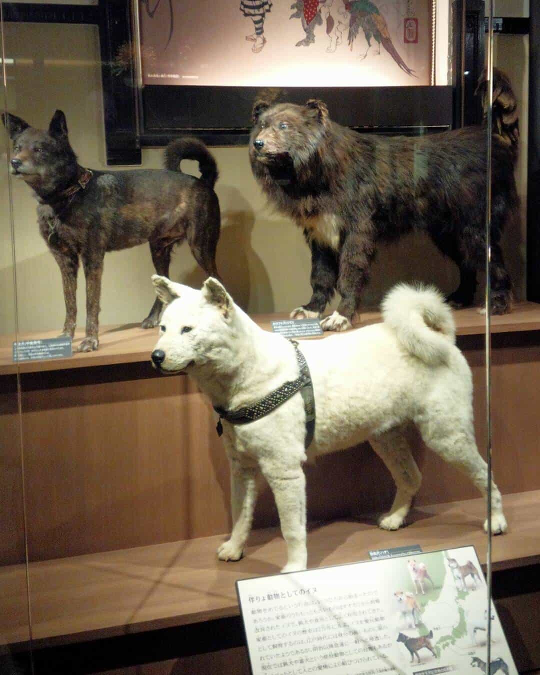 perros disecados