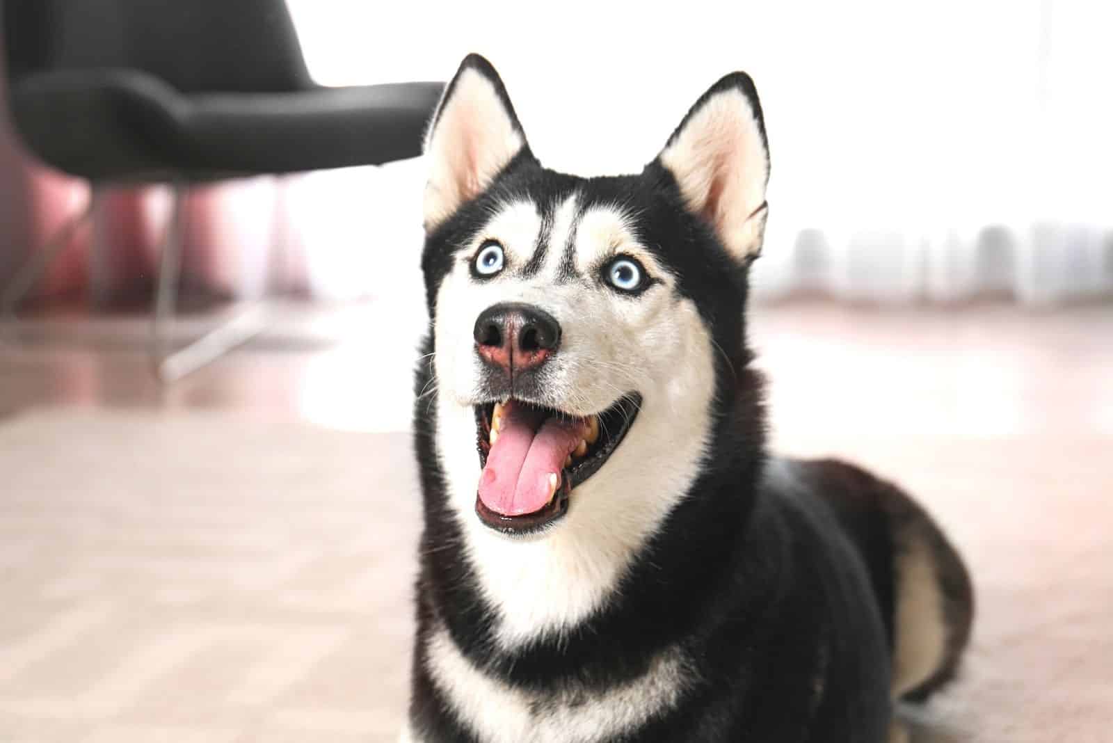 husky siberiano sorprendido acostado en el suelo dentro de la oficina en casa