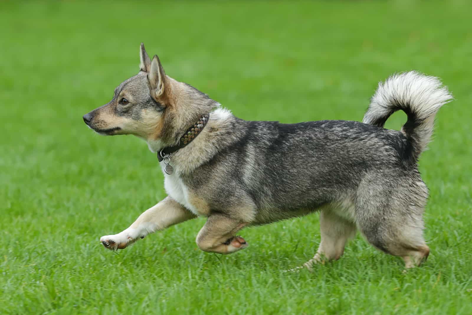 Vallhund Sueco corriendo en el parque