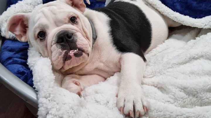 tierno bulldog acostado en su cama en el suelo