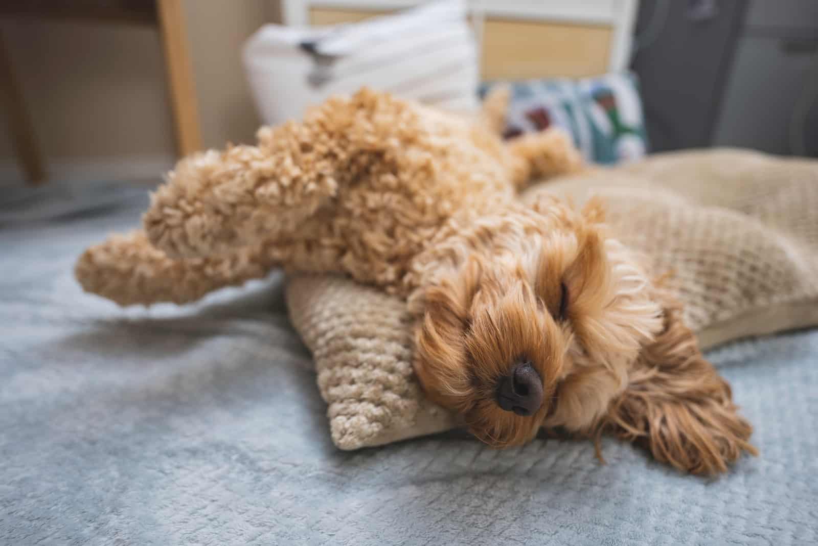 cockapoo dulce acostado en el suelo sobre una almohada