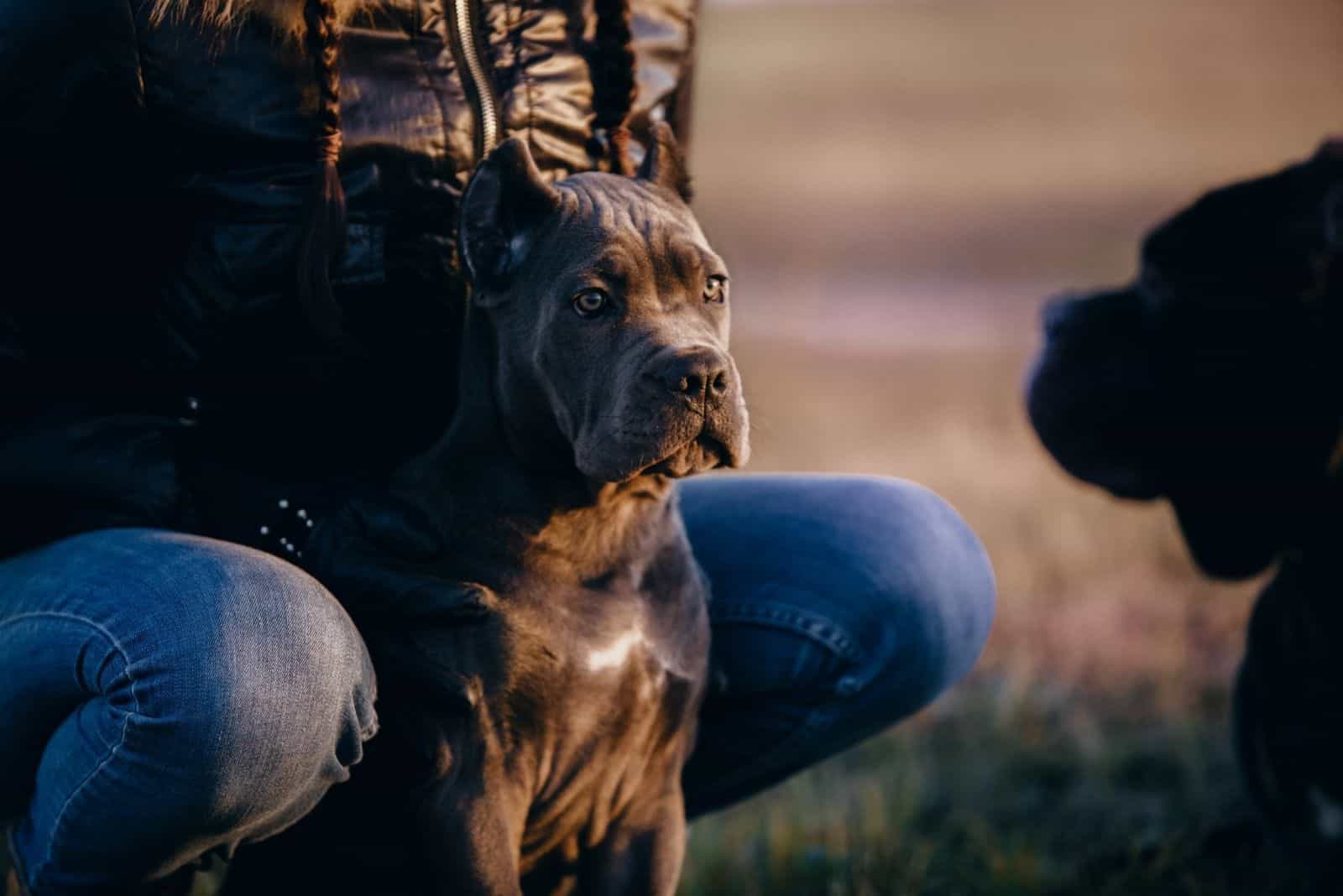 dulce cane corso italiano mirando a otro perro junto a un hombre