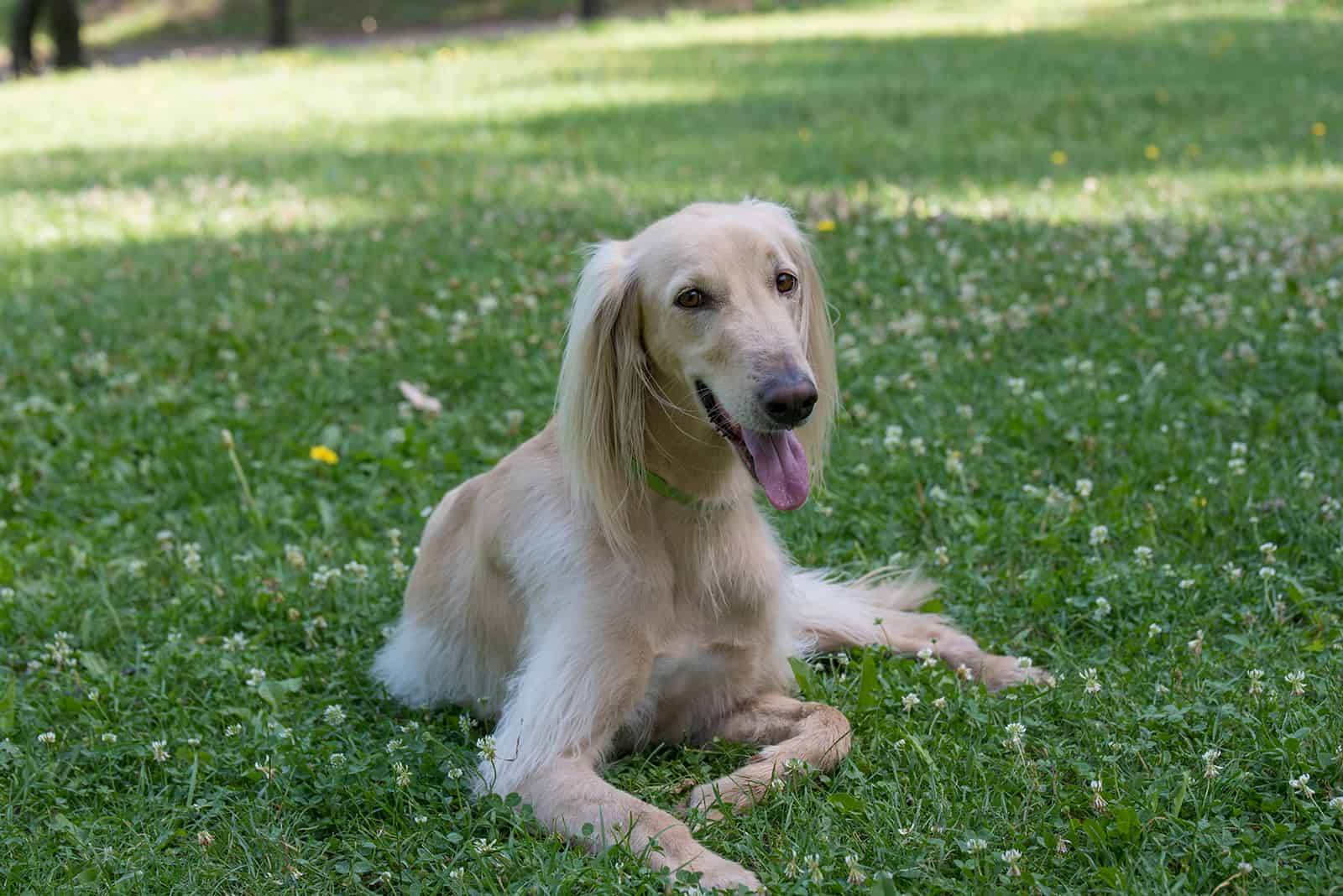 perro taigan sentado en el césped