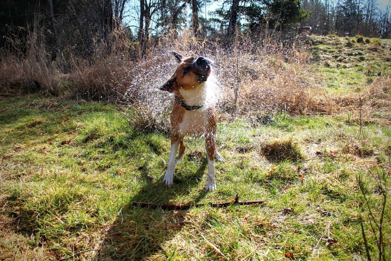 perro color canela y blanco se sacude el agua después de nadar al aire libre