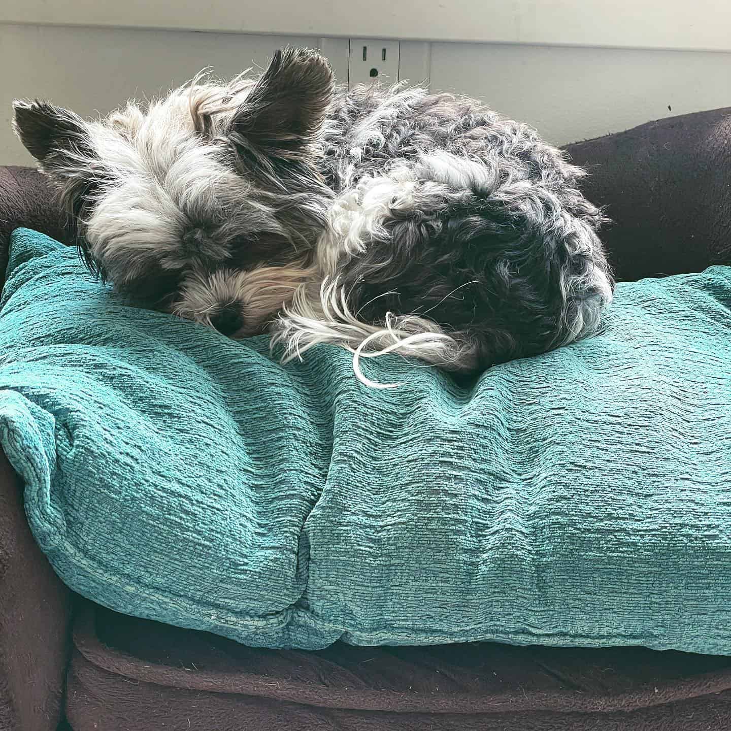 terrier biewer taza de té acostado en el sofá