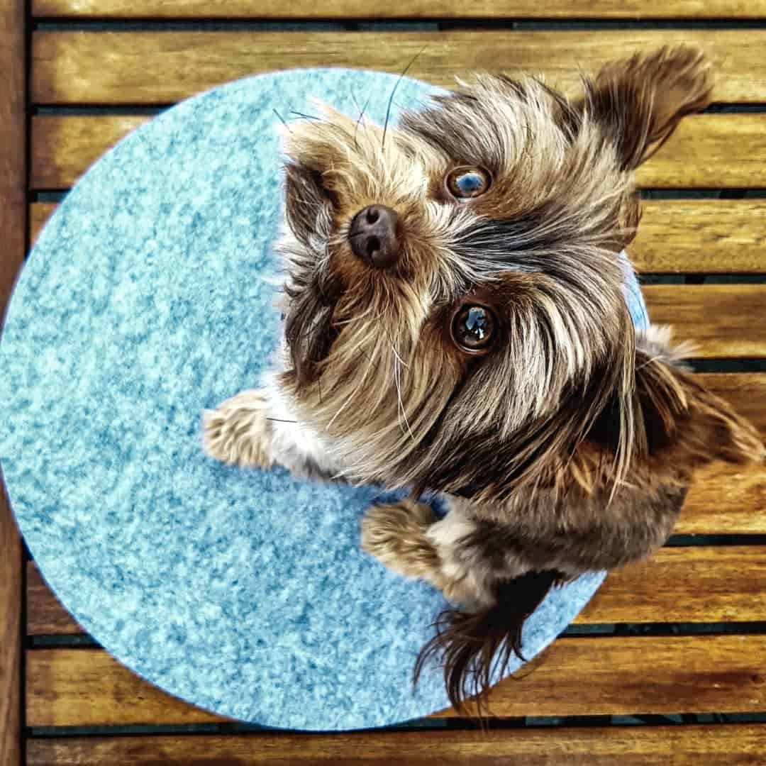 terrier biewer taza de té mirando hacia arriba