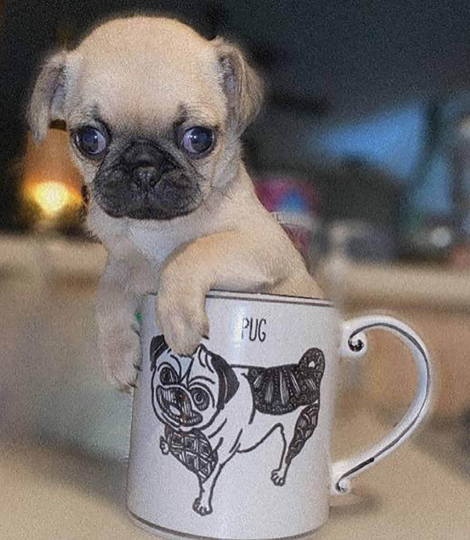 pug teacup apoyado en una taza