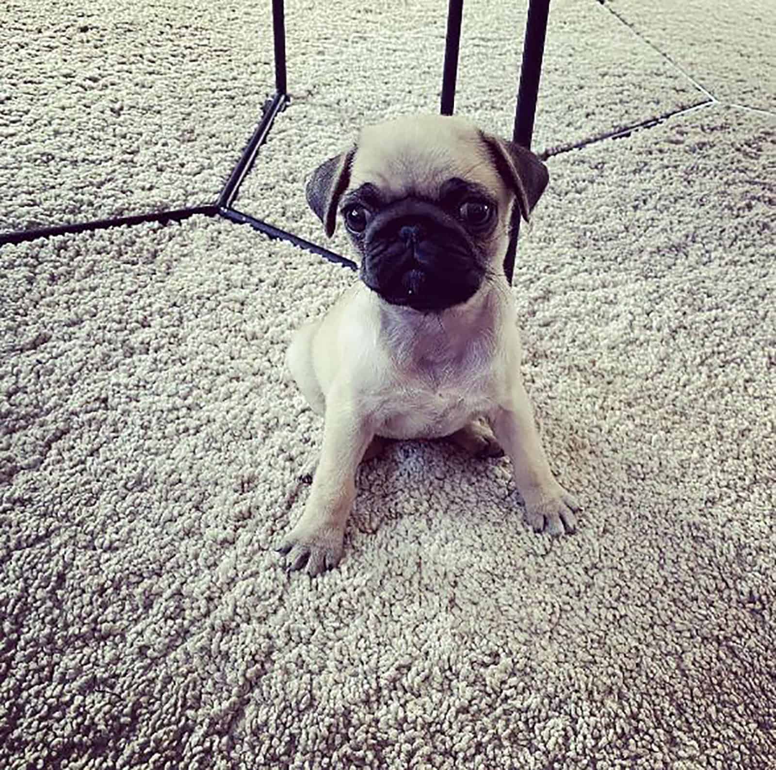 perro pug teacup sentado en la alfombra
