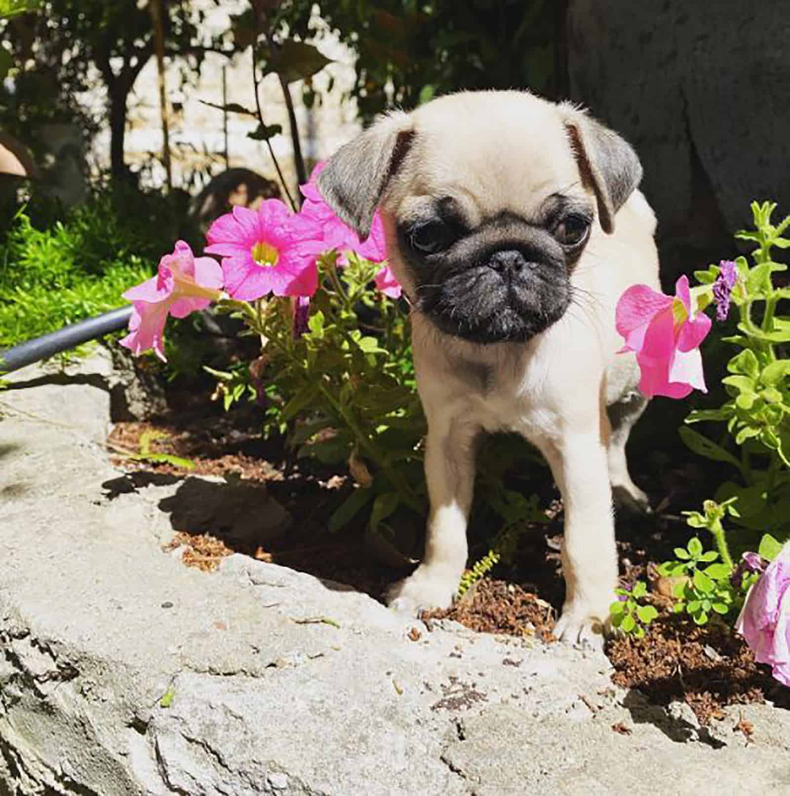 pug teacup de pie en el jardín entre flores