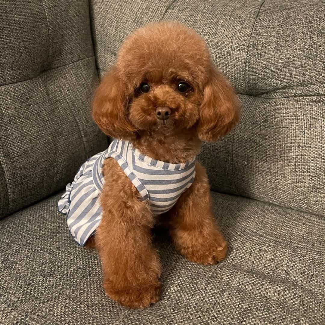 caniche rojo enano