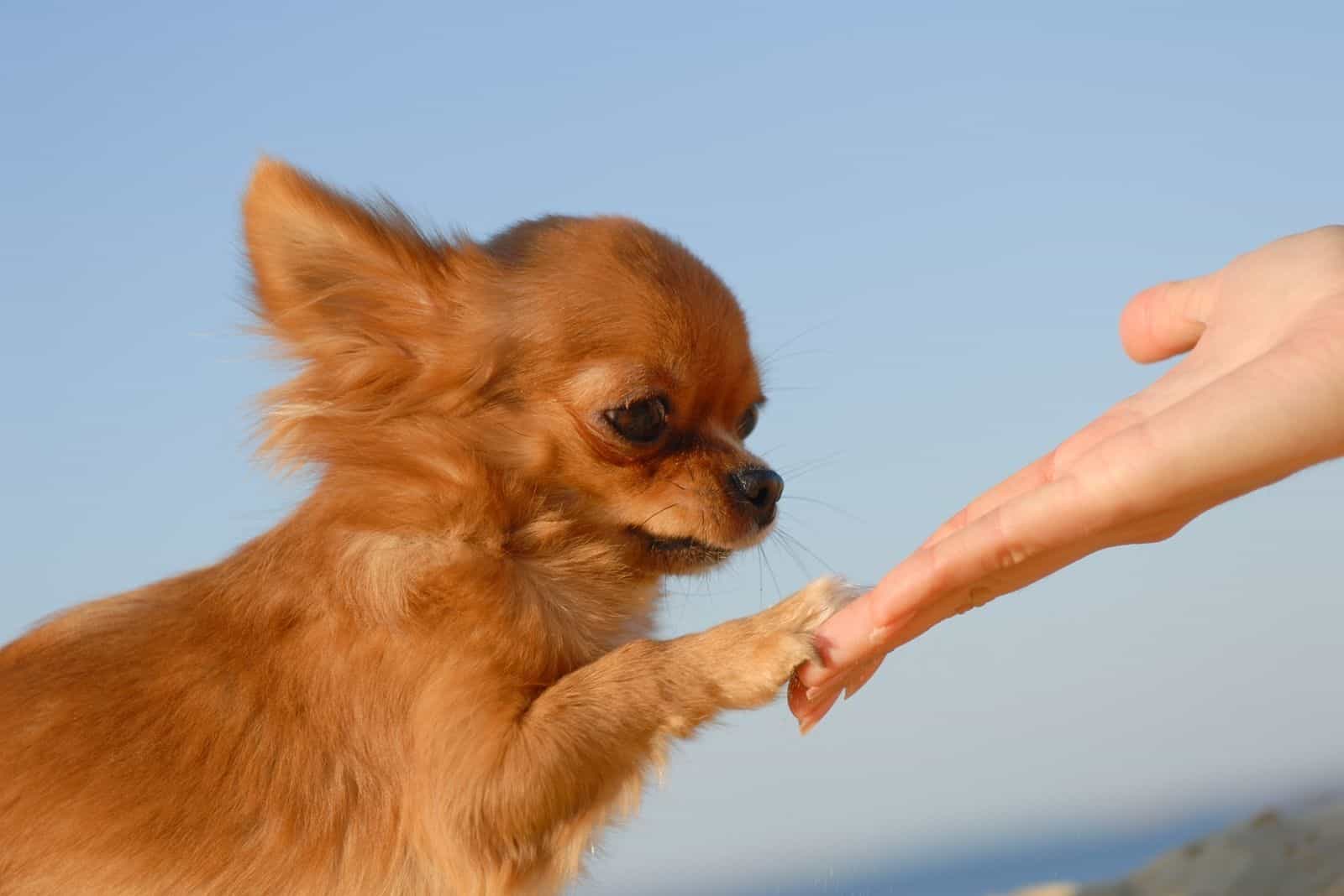 tierno toque de la mano del dueño y el lindo chihuahua