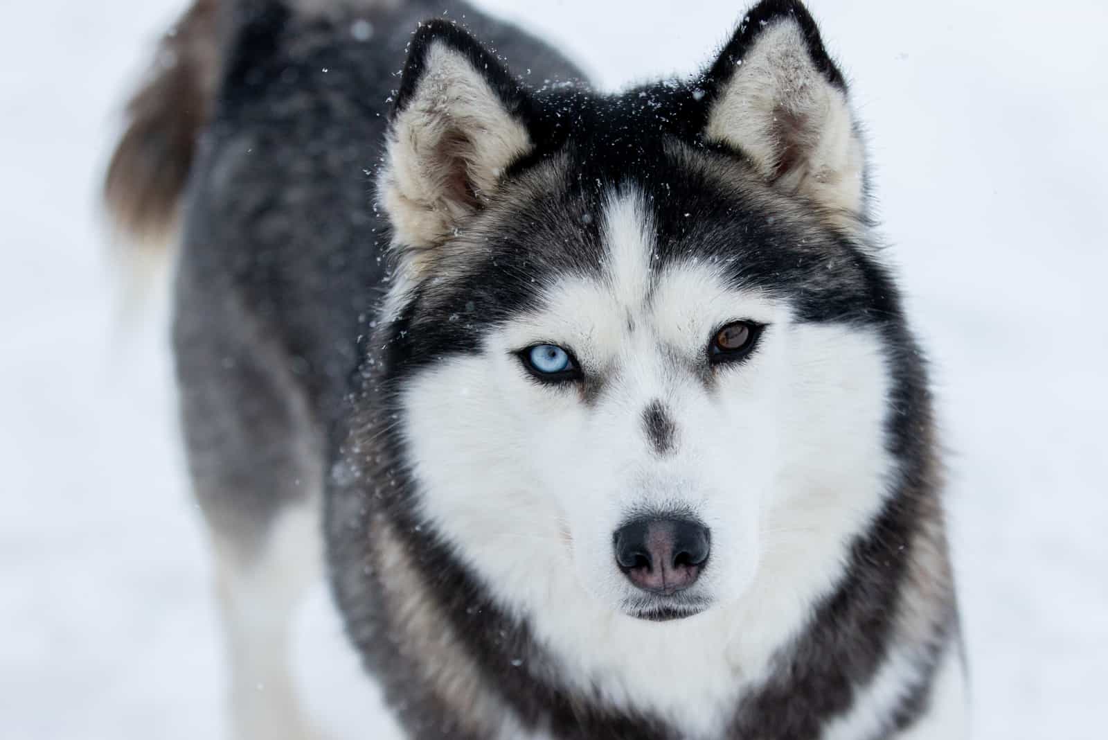 el perro Husky Siberiano está de pie en la nieve