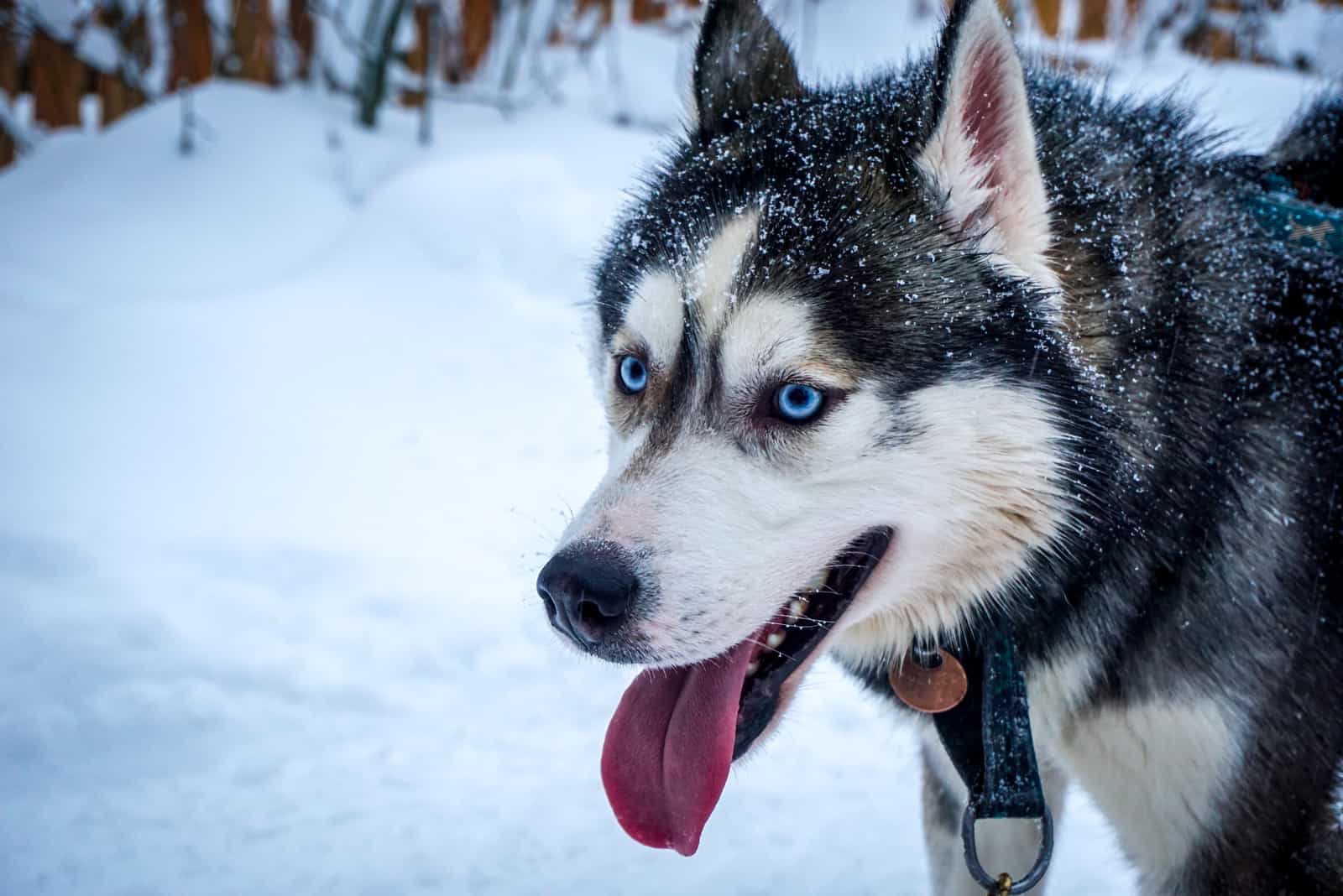 el perro Husky Siberiano está de pie con la lengua afuera