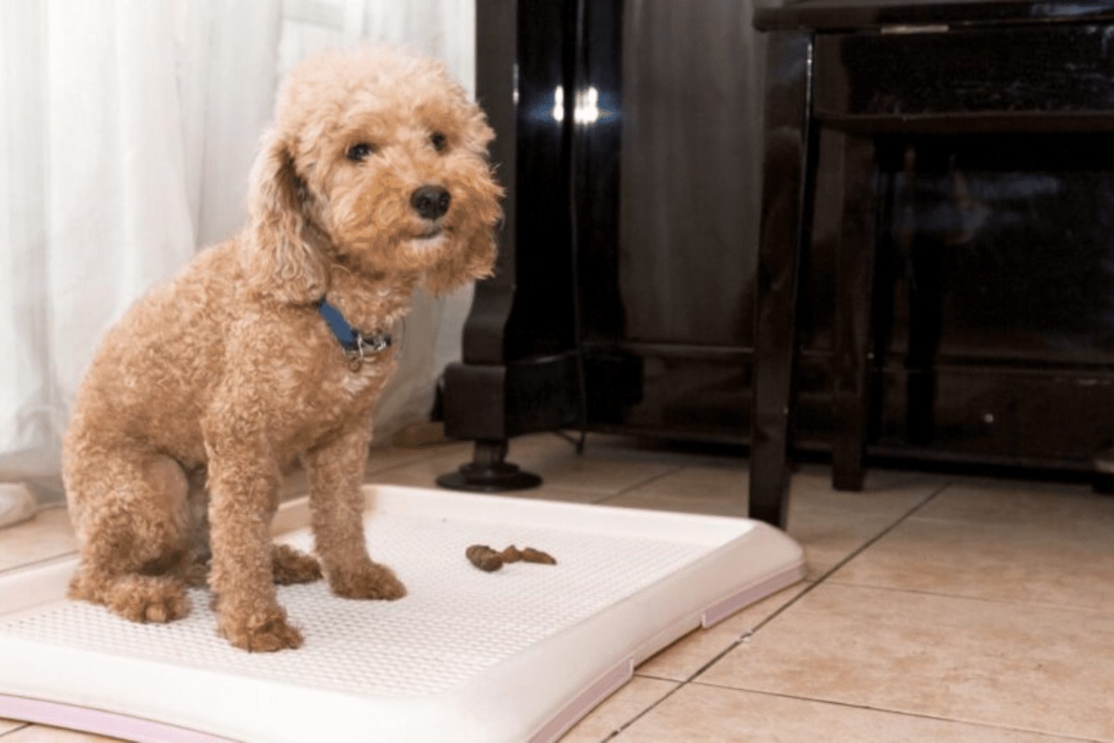 el adorable perro defecó en el pañal