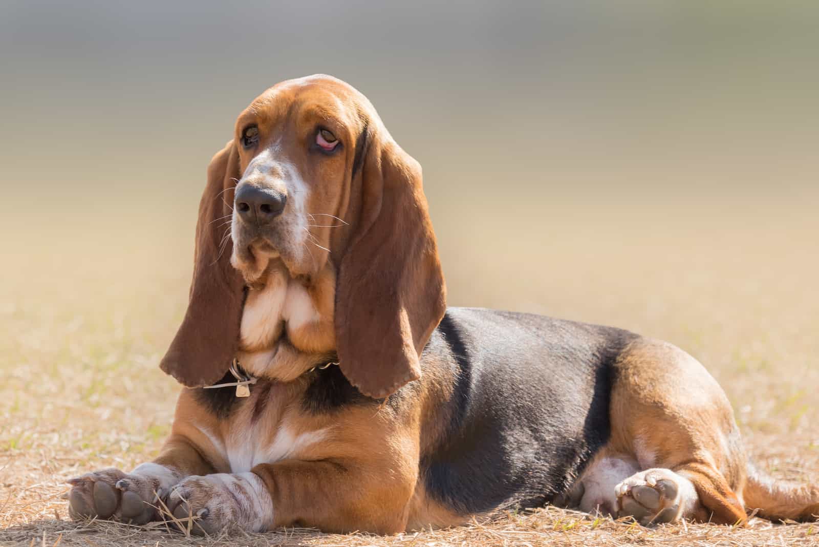 el basset hound sentado afuera