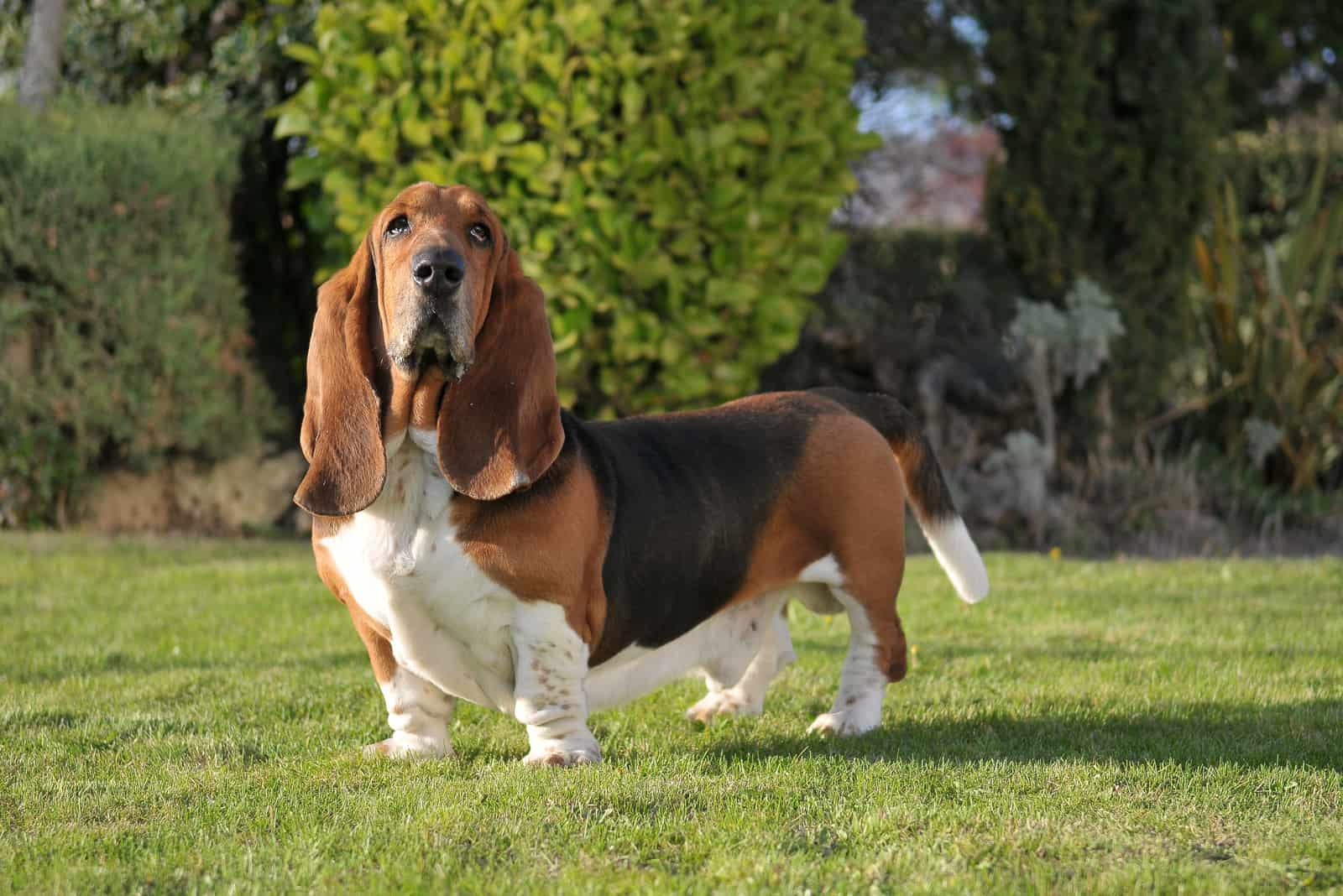 el basset hound de pie sobre hierba