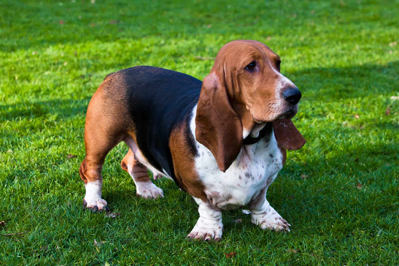 el basset hound parado afuera sobre hierba