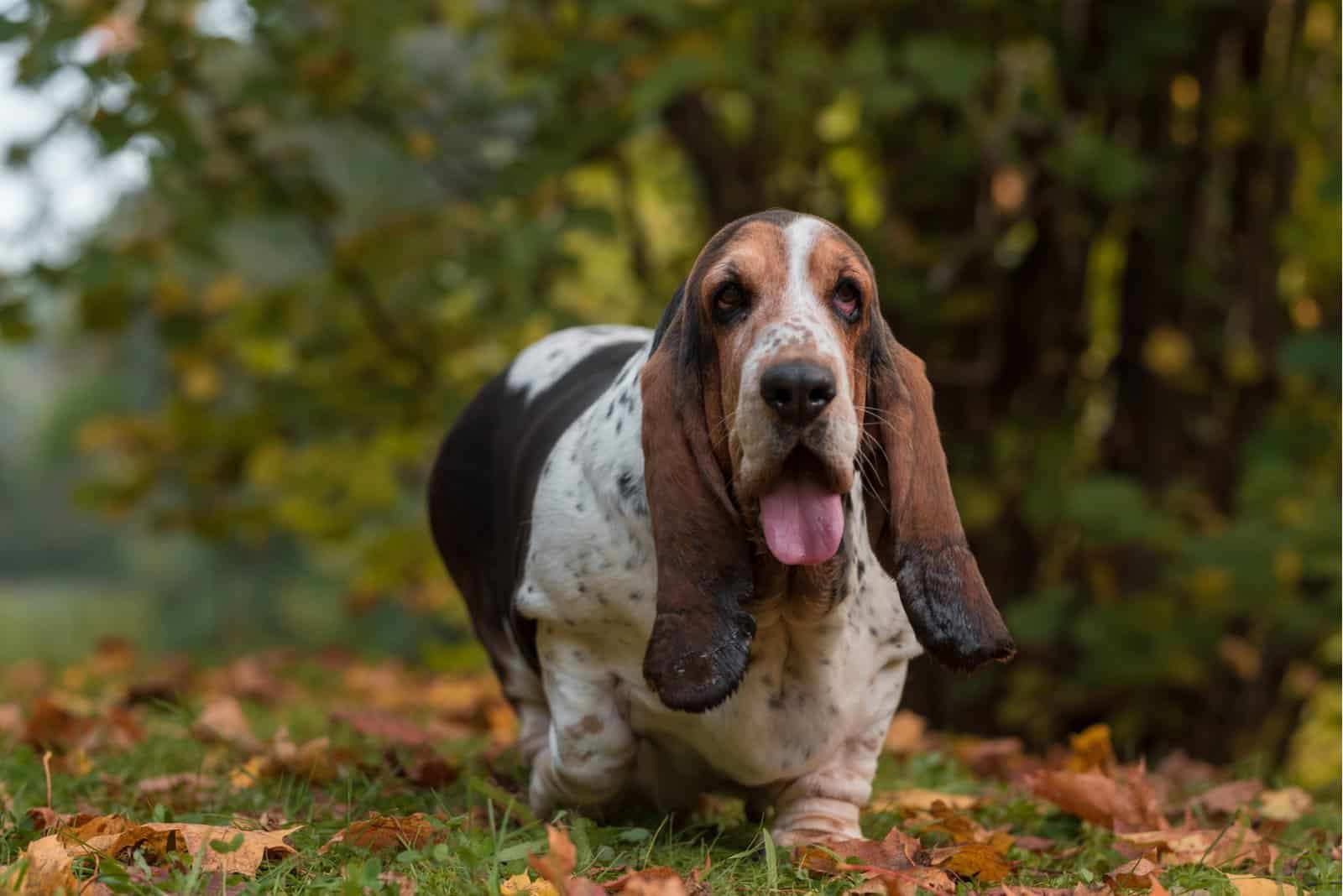 el basset hound caminando afuera