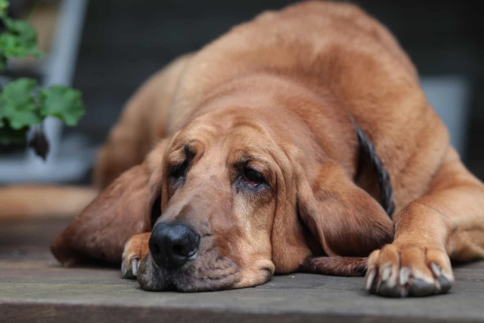 el hermoso Bloodhound yace y descansa